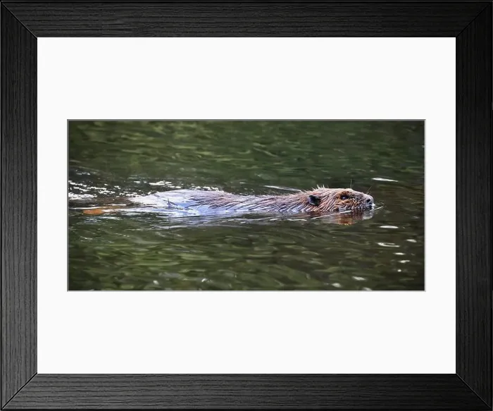 Framed Print : A close-up portrait of an North American beaver swimming on the lake Framed Print : A close-up portrait of an North American beaver swimming on the lake