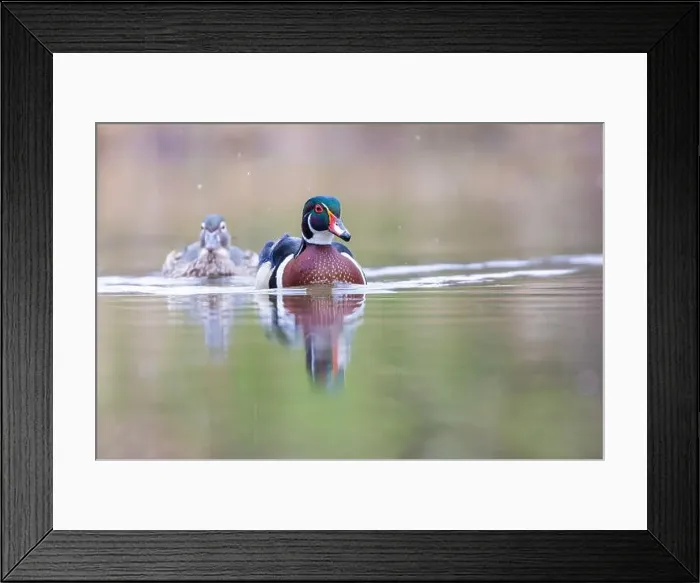 Framed Print : Wood ducks in snowy spring day Framed Print : Wood ducks in snowy spring day