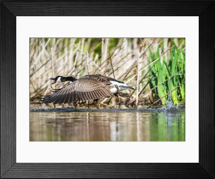 Framed Print : Canada Goose, Branta canadensis, bird running on water Framed Print : Canada Goose, Branta canadensis, bird running on water