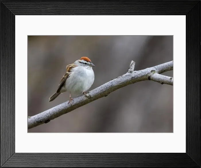 Framed Print : chipping sparrow (Spizella passerina) singing in spring Framed Print : chipping sparrow (Spizella passerina) singing in spring