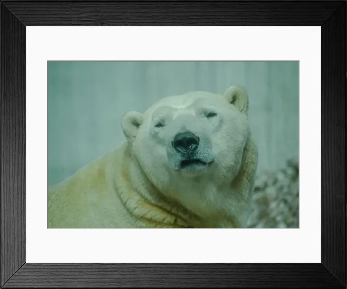 Framed Print : The Polar Bear is the largest land carnivore of the world Framed Print : The Polar Bear is the largest land carnivore of the world