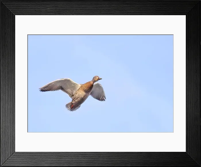 Framed Print : Female mallard duck in flight isolated against a blue winter sky in Canada Framed Print : Female mallard duck in flight isolated against a blue winter sky in Canada