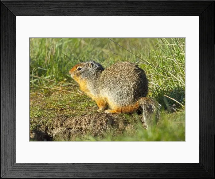 Framed Print : A small Columbian Ground Squirrel sits next to its burrow at the Turnbull Wildlife Refuge near Cheney, Washington Framed Print : A small Columbian Ground Squirrel sits next to its burrow at the Turnbull Wildlife Refuge near Cheney, Washington