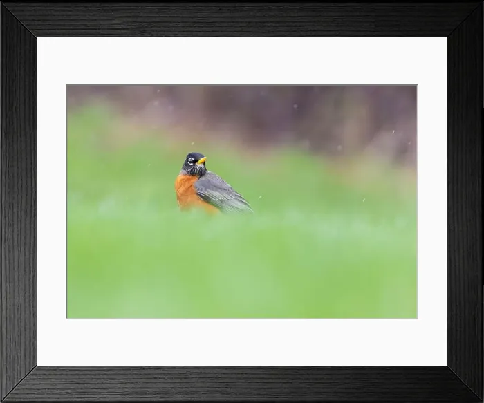Framed Print : American robin (Turdus migratorius) in snowy spring day Framed Print : American robin (Turdus migratorius) in snowy spring day