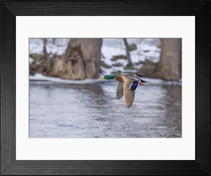 Framed Print : Male mallard duck drake in flight over the Ottawa river in Canada Framed Print : Male mallard duck drake in flight over the Ottawa river in Canada