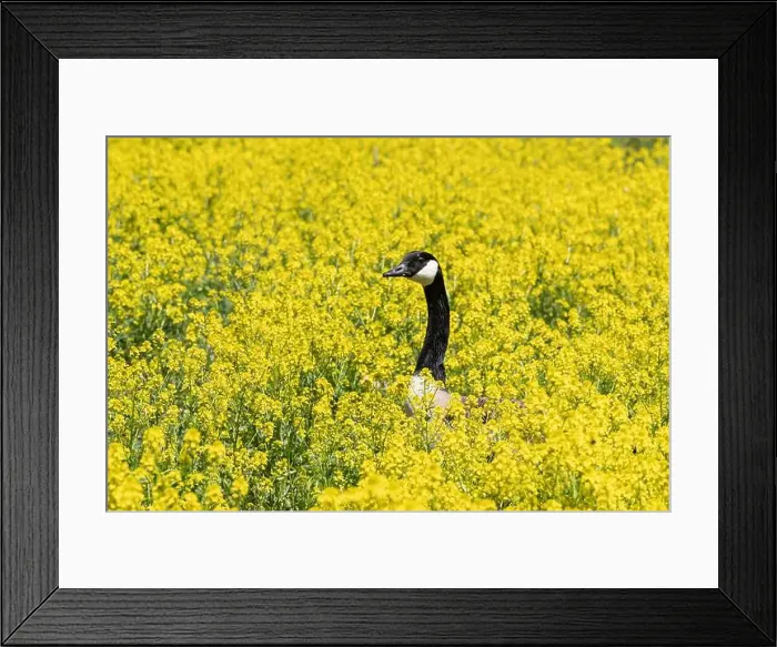 Framed Print : Close-up portrait of a Canada Goose nesting in a field of yellow wildflowers in spring Framed Print : Close-up portrait of a Canada Goose nesting in a field of yellow wildflowers in spring