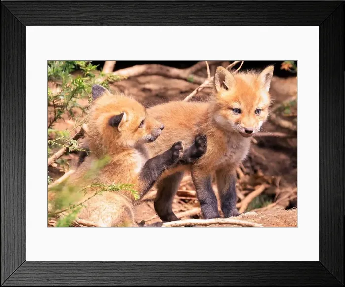 Framed Print : Portrait of young red foxes playing near their den with green fir branches on the foreground, Canada Framed Print : Portrait of young red foxes playing near their den with green fir branches on the foreground, Canada