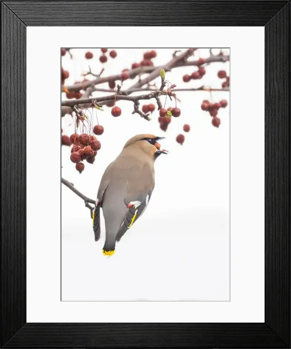 Framed Print : Bohemian waxwing (Bombycilla garrulus) Framed Print : Bohemian waxwing (Bombycilla garrulus)