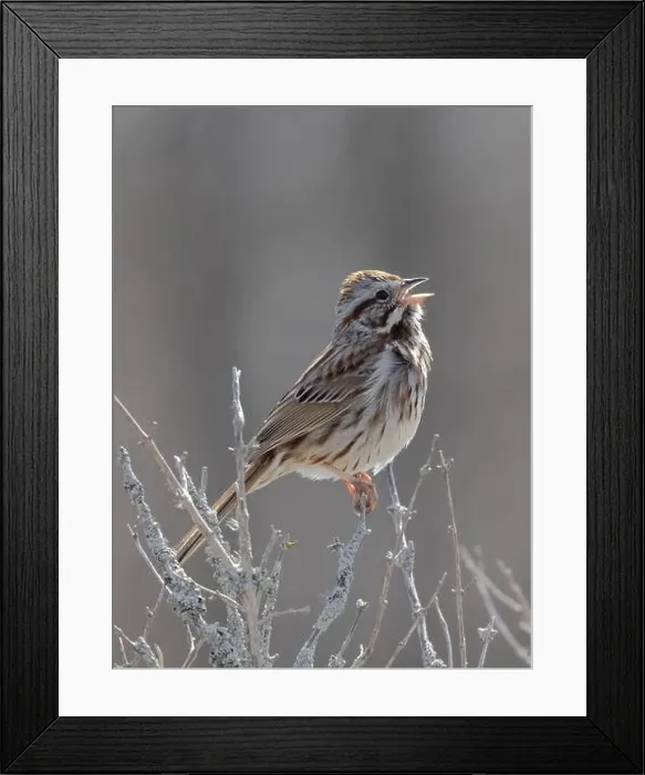 Framed Print : Song Sparrow perched in thin branches in springtime Framed Print : Song Sparrow perched in thin branches in springtime
