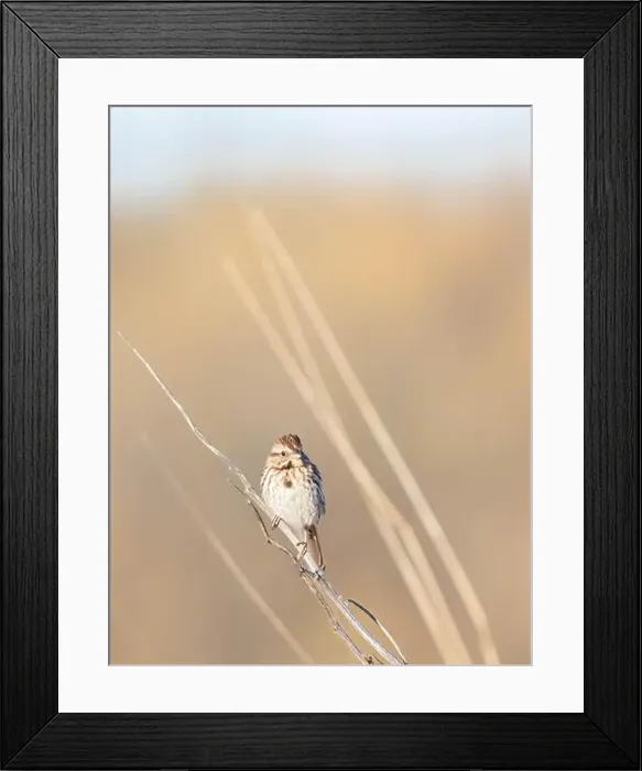 Framed Print : Song Sparrow perched in thin branches in springtime Framed Print : Song Sparrow perched in thin branches in springtime
