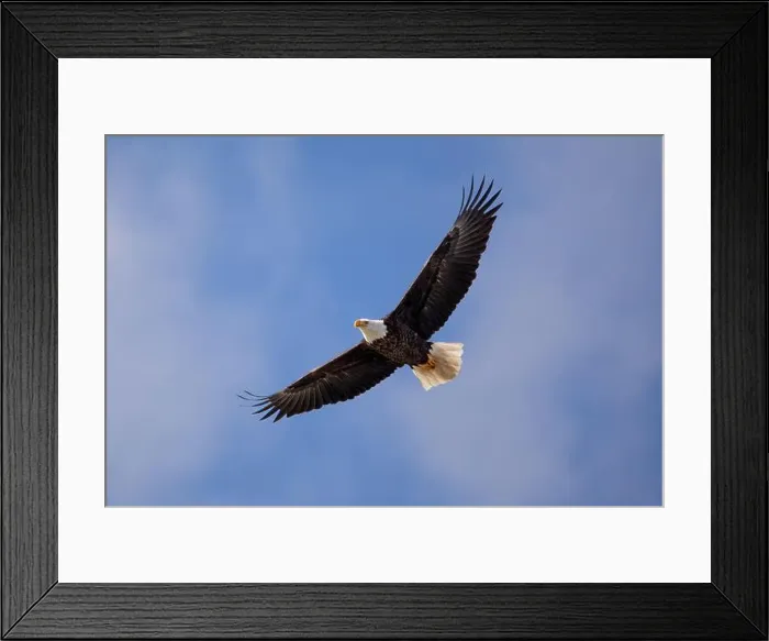 Framed Print : Eagle Soaring in a cloudy sky high overhead Framed Print : Eagle Soaring in a cloudy sky high overhead