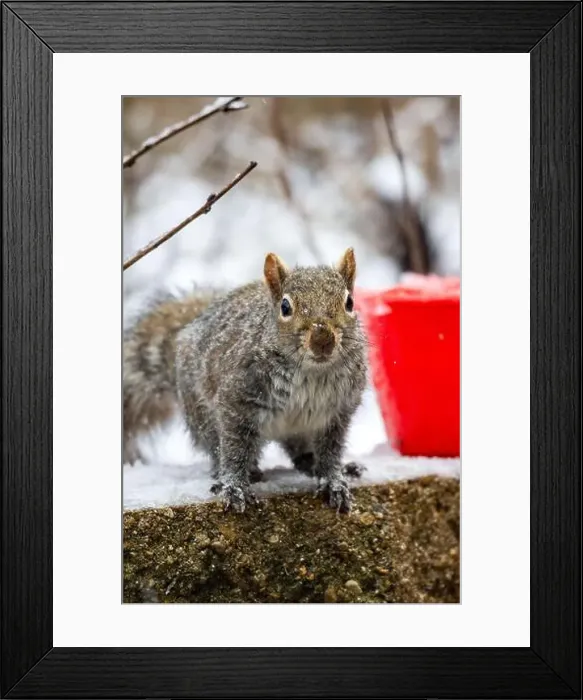 Framed Print : Gray Squirrel looks at the camera while it snows Framed Print : Gray Squirrel looks at the camera while it snows