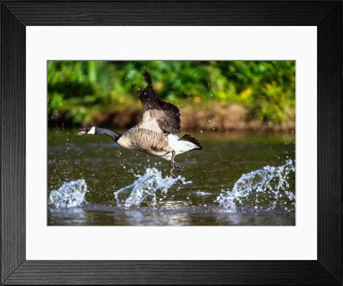 Framed Print : Canada Goose, Branta canadensis, bird running on water Framed Print : Canada Goose, Branta canadensis, bird running on water