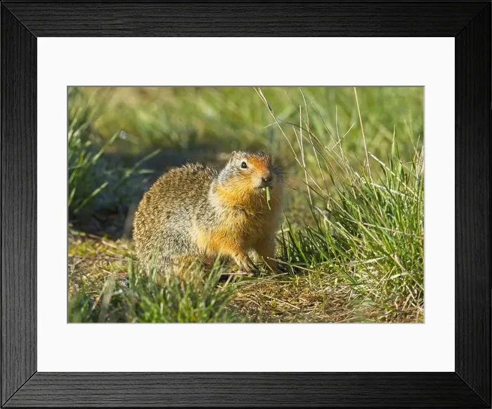 Framed Print : A cute Columbian Ground Squirrel is outside of its burrow eating a blade of grass at the Turnbull Wildlife Refuge near Framed Print : A cute Columbian Ground Squirrel is outside of its burrow eating a blade of grass at the Turnbull Wildlife Refuge near