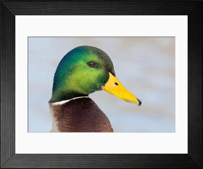 Framed Print : Male mallard duck drake closeup along the Ottawa river in Canada Framed Print : Male mallard duck drake closeup along the Ottawa river in Canada