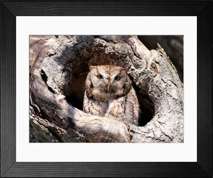 Framed Print : Eastern Screech-Owl sitting in a tree gouge, Canada