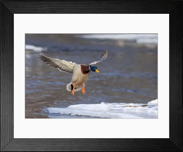 Framed Print : Male mallard duck drake in flight over the Ottawa river in Canada Framed Print : Male mallard duck drake in flight over the Ottawa river in Canada