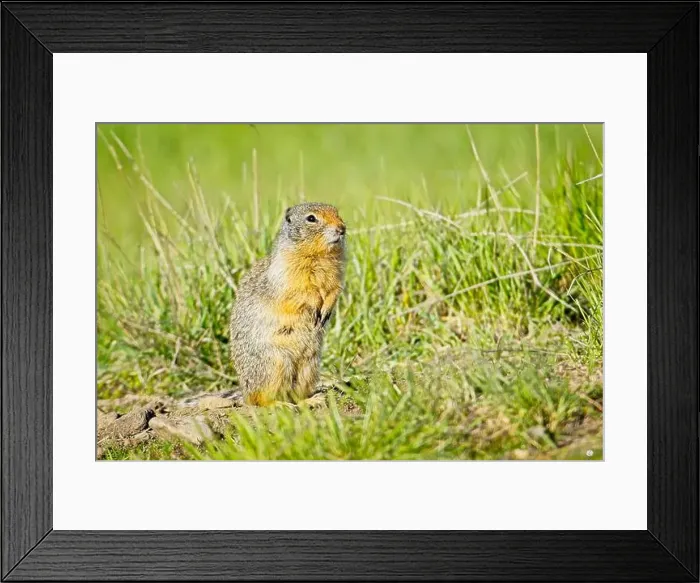 Framed Print : A small furry Columbian Ground Squirrel sits up on its hind legs at the Turnbull Wildlife Refuge near Cheney Framed Print : A small furry Columbian Ground Squirrel sits up on its hind legs at the Turnbull Wildlife Refuge near Cheney