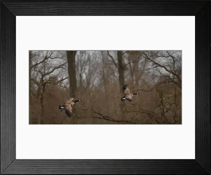 Framed Print : Two Canada geese (Branta Canadensis) flying from left to right with leafless trees in the background Framed Print : Two Canada geese (Branta Canadensis) flying from left to right with leafless trees in the background