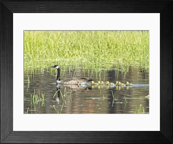 Framed Print : A Canadian Goose swims in a pond with the little goslings trailing behind at Turnbull Wildlife Refuge in Cheney Framed Print : A Canadian Goose swims in a pond with the little goslings trailing behind at Turnbull Wildlife Refuge in Cheney