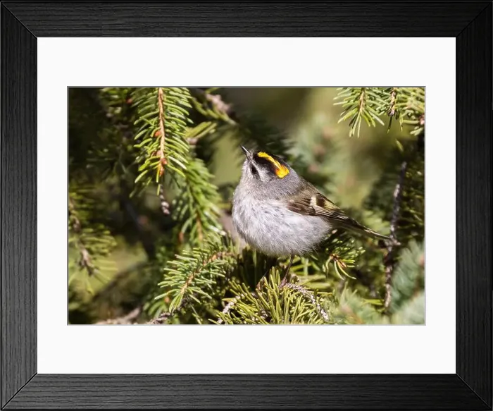 Framed Print : golden-crowned kinglet (Regulus satrapa) Framed Print : golden-crowned kinglet (Regulus satrapa)