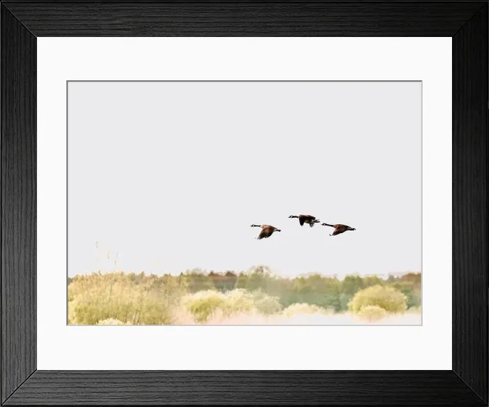 Framed Print : Canada Geese (Branta canadensis) Framed Print : Canada Geese (Branta canadensis)