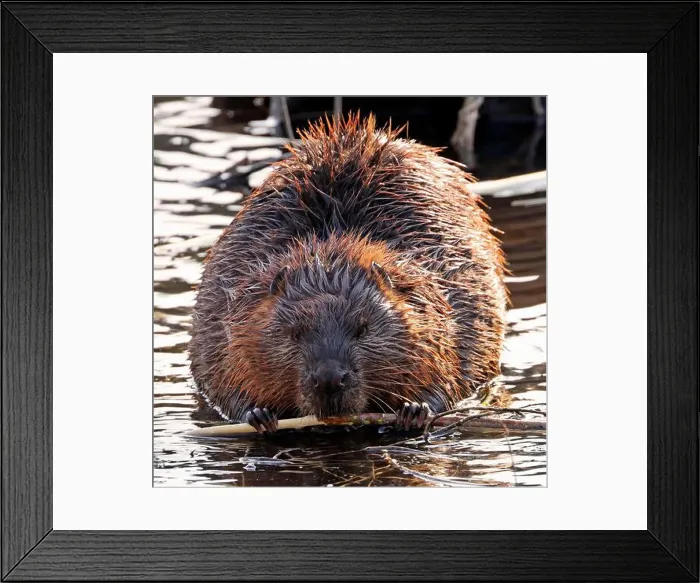 Framed Print : A close up portrait view of an North American beaver, Ontario, Canada Framed Print : A close up portrait view of an North American beaver, Ontario, Canada