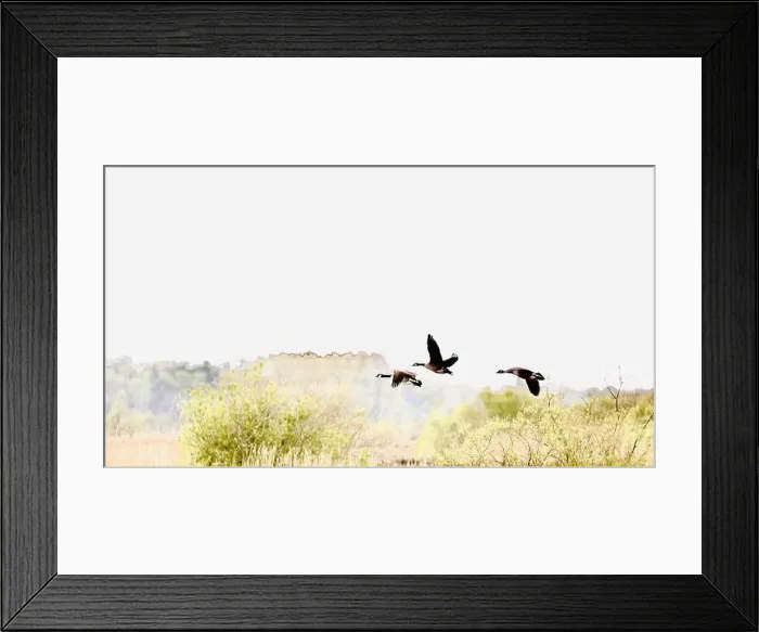 Framed Print : Canada Geese (Branta canadensis) Framed Print : Canada Geese (Branta canadensis)