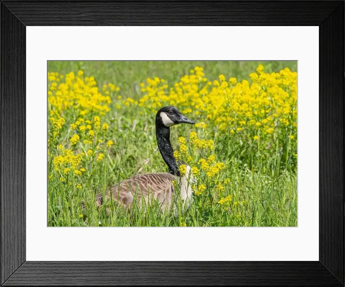 Framed Print : Close-up portrait of a Canada Goose nesting in a field of yellow wildflowers in spring Framed Print : Close-up portrait of a Canada Goose nesting in a field of yellow wildflowers in spring