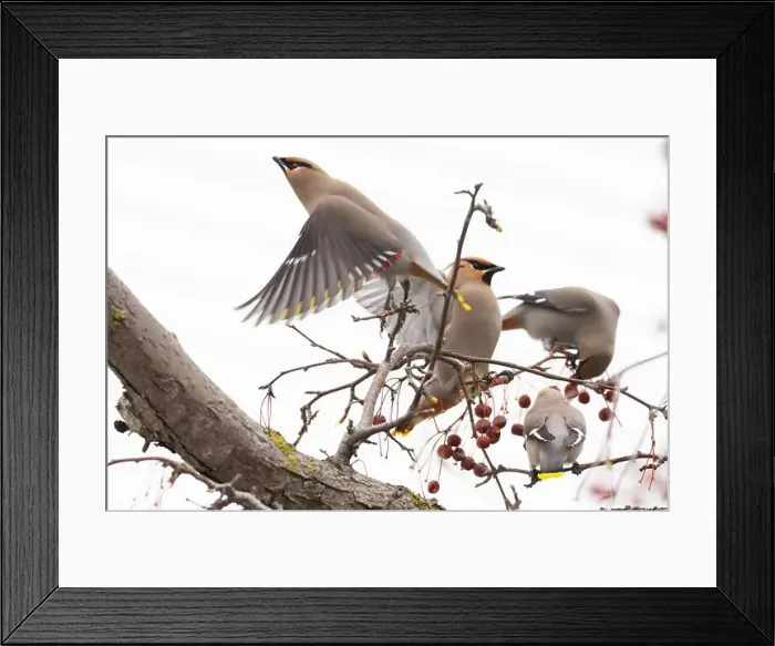 Framed Print : Bohemian waxwing (Bombycilla garrulus) Framed Print : Bohemian waxwing (Bombycilla garrulus)