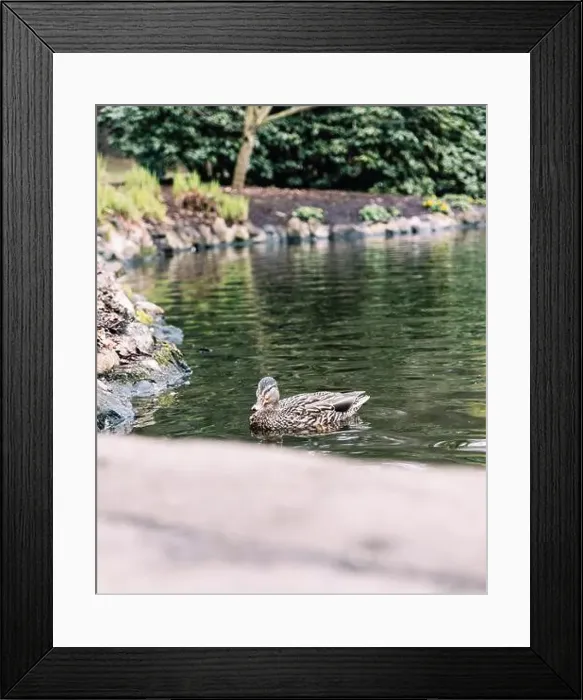 Framed Print : A female mallard duck swimming in the Goodacre Lake in Beacon Hill Park, Victoria, BC Framed Print : A female mallard duck swimming in the Goodacre Lake in Beacon Hill Park, Victoria, BC