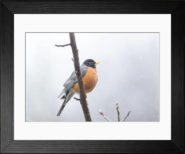 Framed Print : American robin (Turdus migratorius) in snowy spring day Framed Print : American robin (Turdus migratorius) in snowy spring day