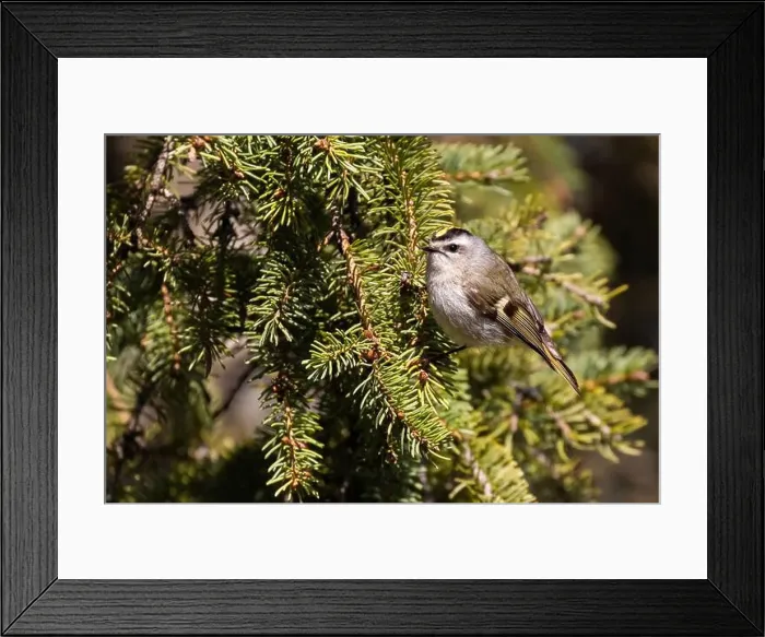 Framed Print : golden-crowned kinglet (Regulus satrapa) Framed Print : golden-crowned kinglet (Regulus satrapa)