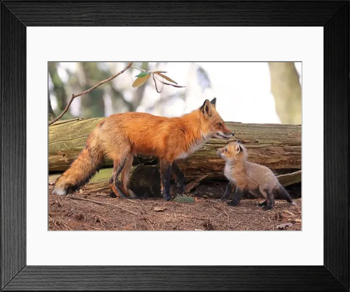 Framed Print : Portrait of mother red fox and her baby in the forest, Canada Framed Print : Portrait of mother red fox and her baby in the forest, Canada