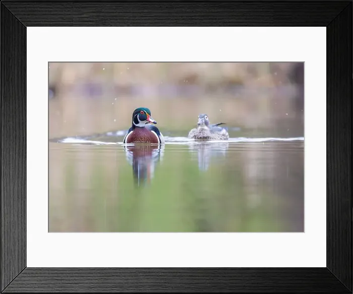 Framed Print : Wood ducks in snowy spring day
