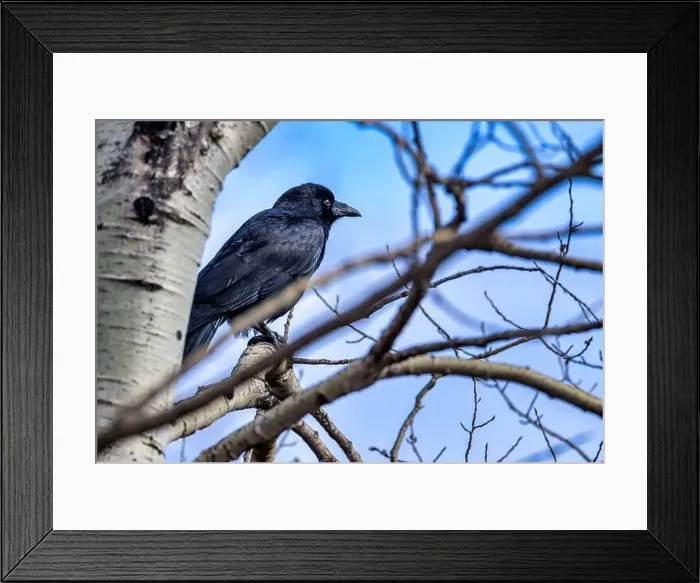 Framed Print : American crow (Corvus brachyrhynchos) perched in a tree at the end of the day Framed Print : American crow (Corvus brachyrhynchos) perched in a tree at the end of the day