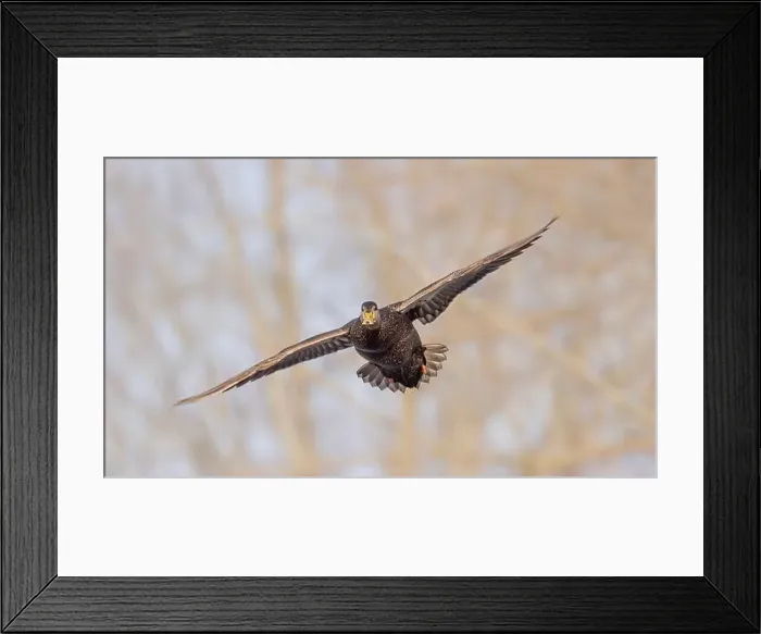 Framed Print : Female mallard duck in flight isolated against a blue winter sky in Canada Framed Print : Female mallard duck in flight isolated against a blue winter sky in Canada
