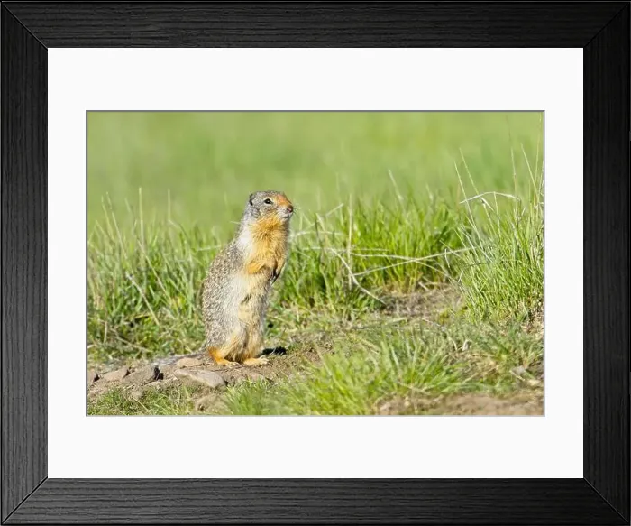 Framed Print : A small furry Columbian Ground Squirrel sits up on its hind legs at the Turnbull Wildlife Refuge near Cheney Framed Print : A small furry Columbian Ground Squirrel sits up on its hind legs at the Turnbull Wildlife Refuge near Cheney