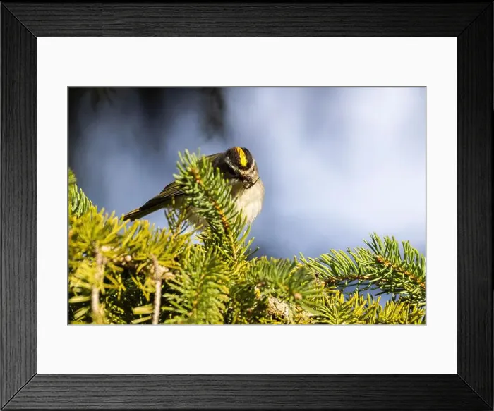 Framed Print : golden-crowned kinglet (Regulus satrapa) Framed Print : golden-crowned kinglet (Regulus satrapa)