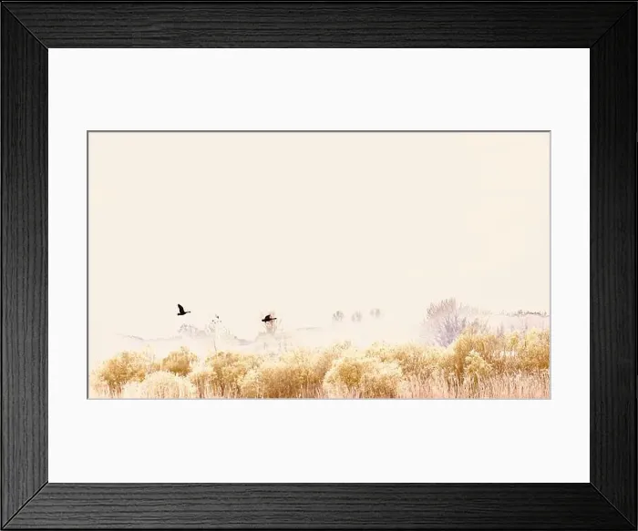 Framed Print : Canada Geese (Branta canadensis) Framed Print : Canada Geese (Branta canadensis)