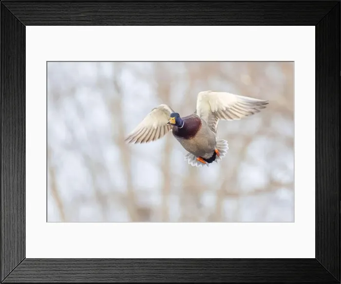 Framed Print : Male mallard duck drake in flight over the Ottawa river in Canada Framed Print : Male mallard duck drake in flight over the Ottawa river in Canada