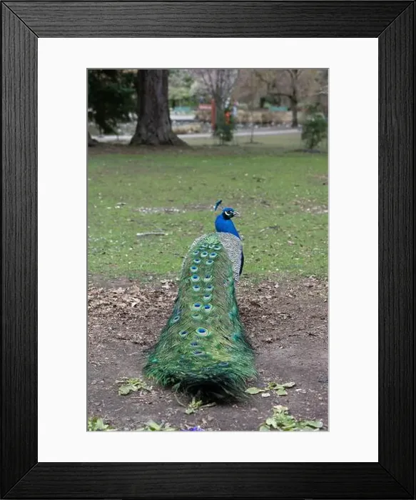 Framed Print : A peacock in Beacon Hill Park in Victoria, BC showing its brightly colored plumage Framed Print : A peacock in Beacon Hill Park in Victoria, BC showing its brightly colored plumage