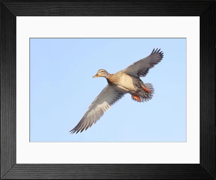 Framed Print : Female mallard duck in flight isolated against a blue winter sky in Canada Framed Print : Female mallard duck in flight isolated against a blue winter sky in Canada