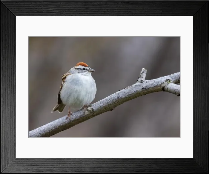 Framed Print : chipping sparrow (Spizella passerina) singing in spring Framed Print : chipping sparrow (Spizella passerina) singing in spring