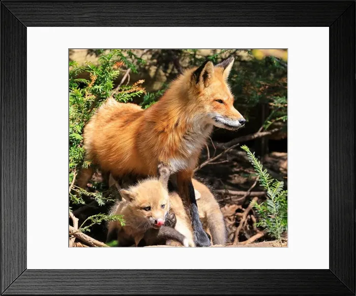 Framed Print : Portrait of mother red fox and her baby in the forest, Canada Framed Print : Portrait of mother red fox and her baby in the forest, Canada