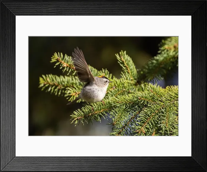 Framed Print : golden-crowned kinglet (Regulus satrapa) Framed Print : golden-crowned kinglet (Regulus satrapa)