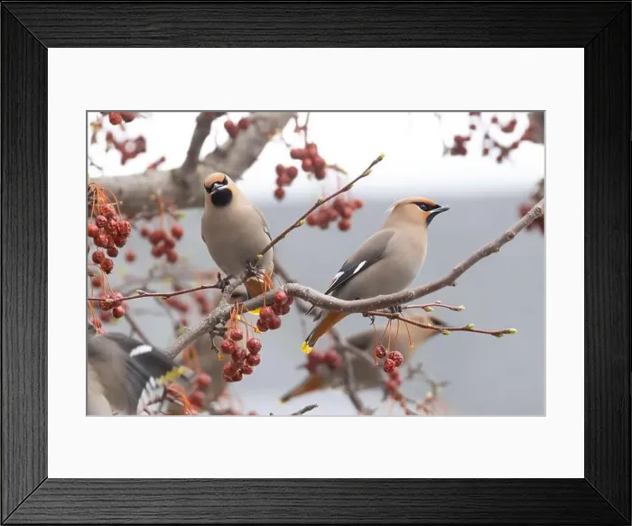 Framed Print : Bohemian waxwing (Bombycilla garrulus) Framed Print : Bohemian waxwing (Bombycilla garrulus)