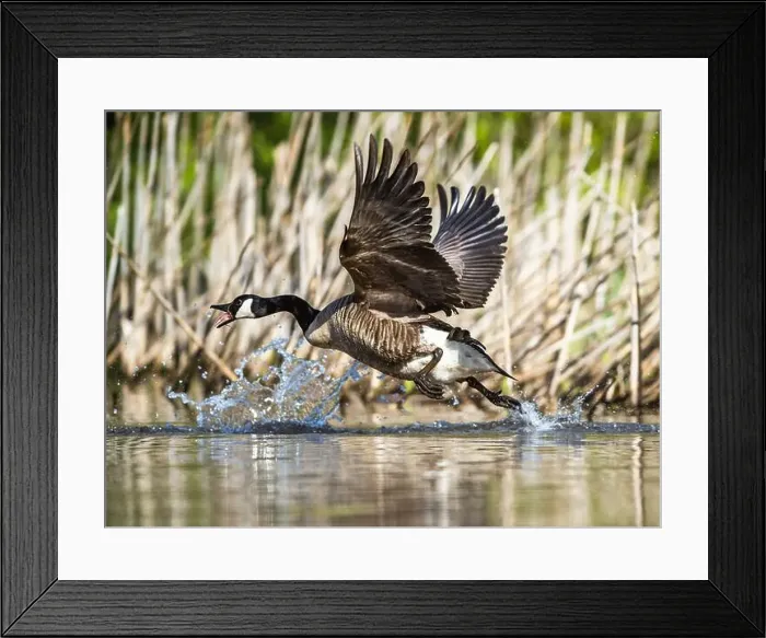 Framed Print : Canada Goose, Branta canadensis, bird running on water Framed Print : Canada Goose, Branta canadensis, bird running on water