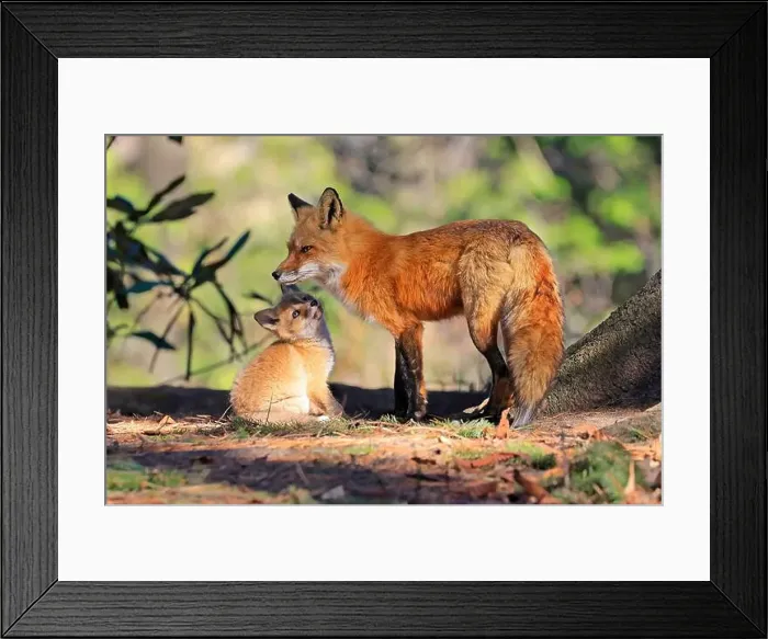 Framed Print : Portrait of mother red fox and her baby in the forest, Canada Framed Print : Portrait of mother red fox and her baby in the forest, Canada