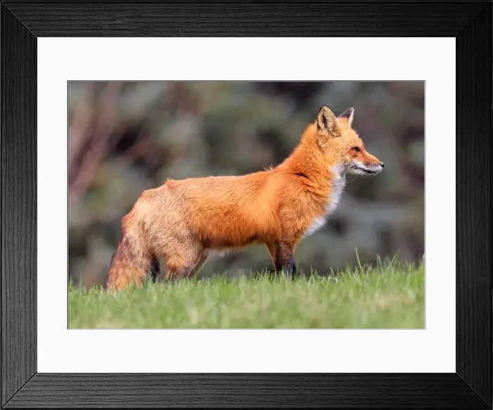 Framed Print : Red fox profile portrait with green background Framed Print : Red fox profile portrait with green background
